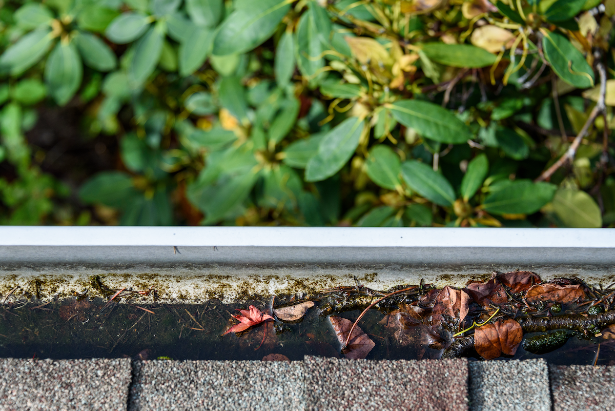 A picture of Common Gutter Problems in South Carolina with Holy City Gutterworks