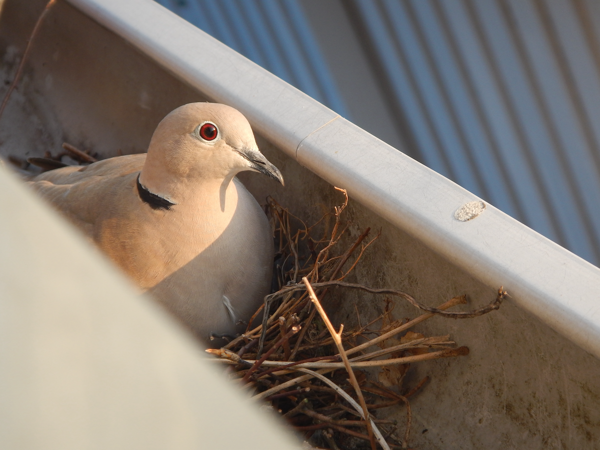 A picture of The Gutter Menagerie: 6 Critters that Live in Cluttered Gutters with Holy City Gutterworks