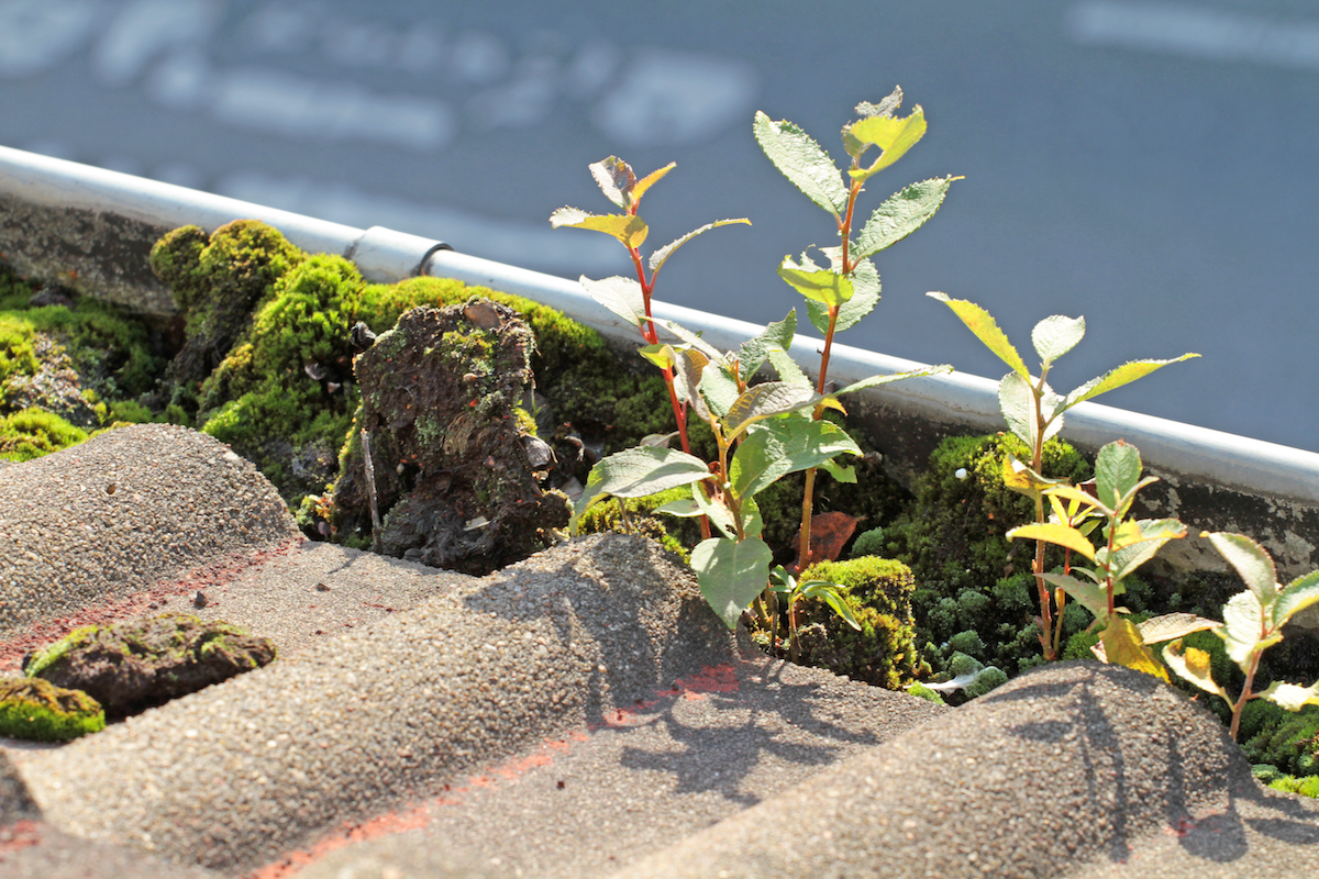 A picture of How to Keep Leaves Out of Your Gutters with Holy City Gutterworks