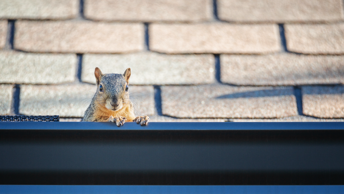 A picture of The Gutter Menagerie: 6 Critters that Live in Cluttered Gutters with Holy City Gutterworks