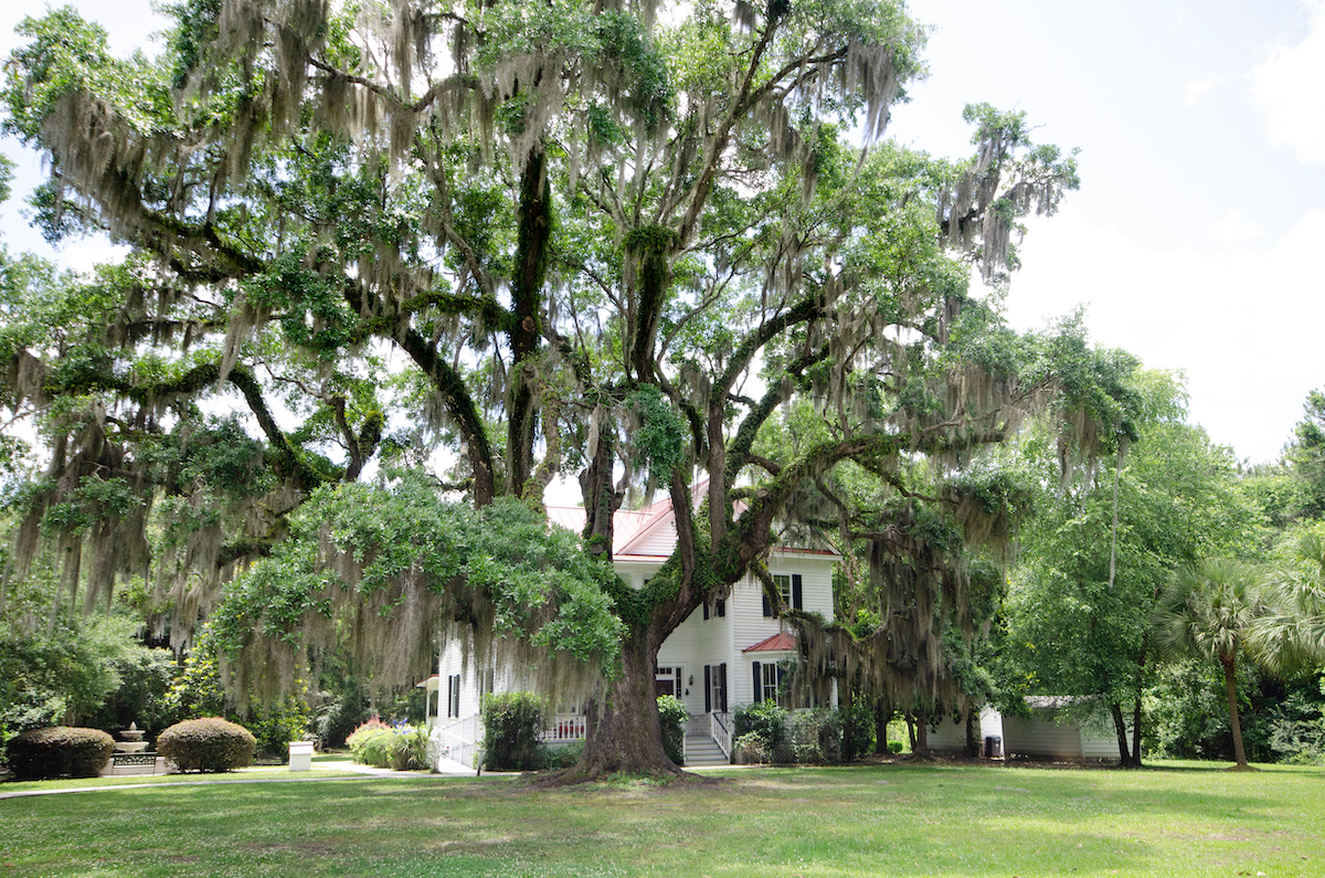 A picture of The Best Gutter Covers for South Carolina's Native Trees with Holy City Gutterworks