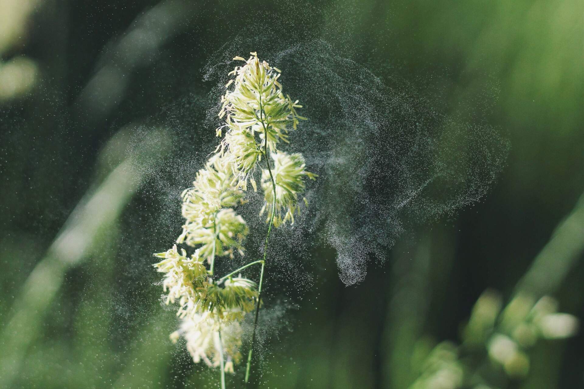 How pollen season affects gutters in Charleston.
