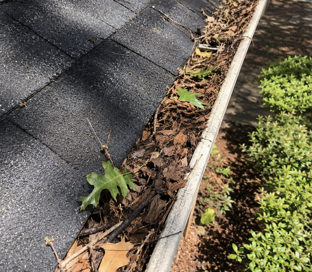 Clogged Charleston gutter system filled with oak tassels and leaves