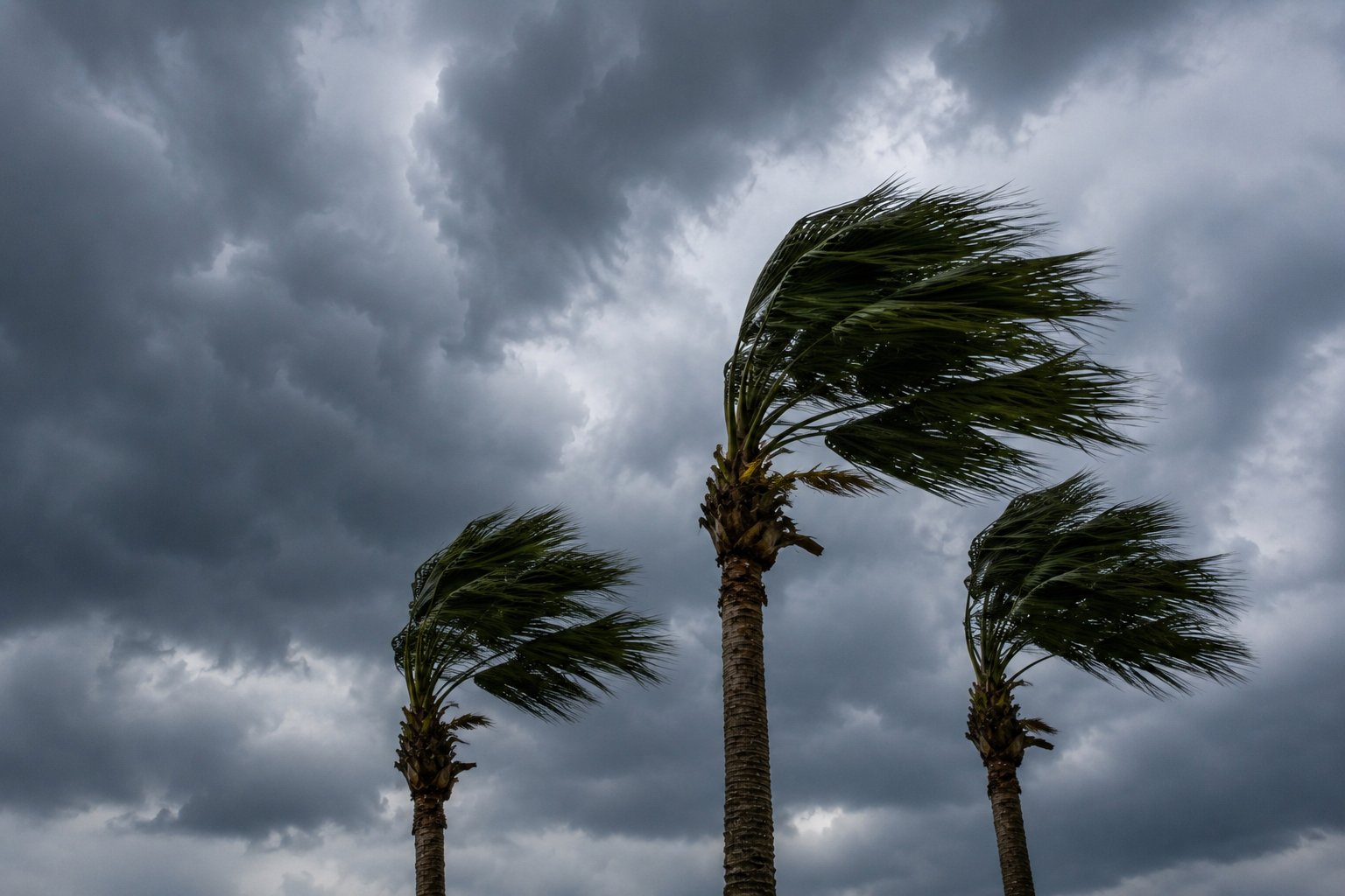 Charleston, South Carolina palmettos blowing in a hurricane